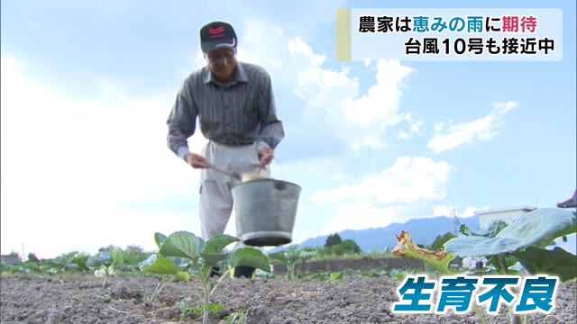 記録的な少雨で野菜の生育に影響…ブロッコリー生産者に密着【岡山・津山市】