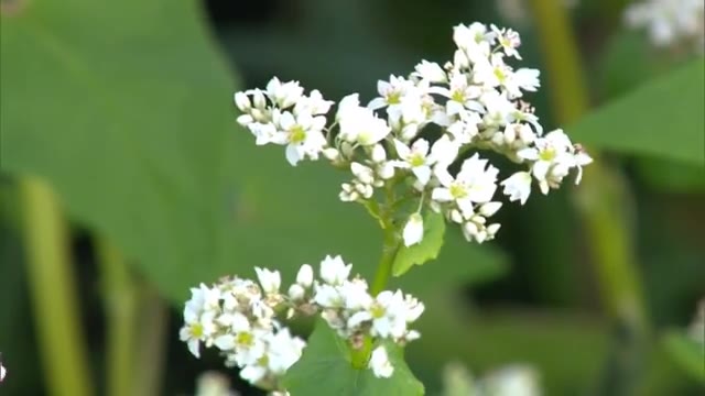 白くて小さな花…真庭市の蒜山高原でソバの花が咲く【岡山・真庭市】