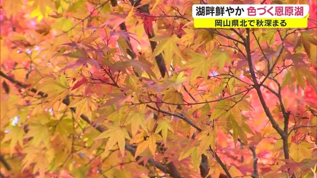 秋深まる…木々が色づき始めた恩原湖【岡山・鏡野町】