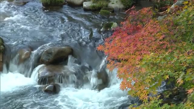 秋色に染まる渓谷…奥津渓で紅葉見頃【岡山・鏡野町】