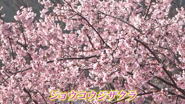 小豆島でしか見られない…早咲きのジョウコウジザクラ満開に【香川・小豆島町】
