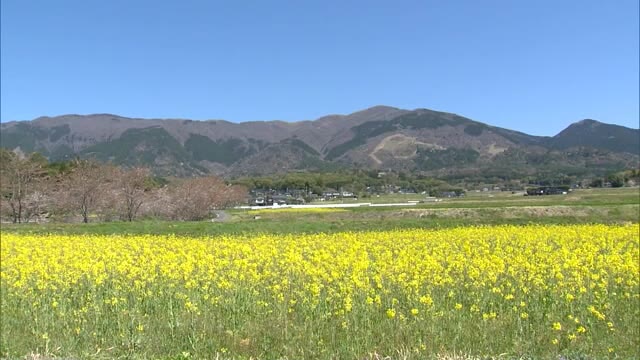 米作りの前に地域を彩る春の風物詩　那岐連山の麓に広がる黄色い花のじゅうたん【岡山・奈義町】
