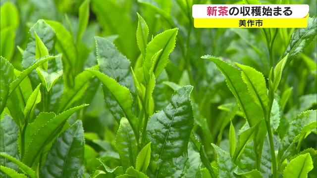 「美味しいお茶でほっと一息…」美作市で新茶の収穫最盛期　収穫は６月上旬まで【岡山・美作市】