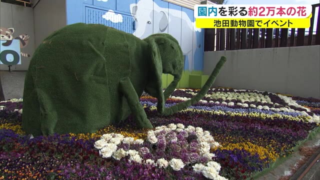 ２万本の花で彩る…池田動物園　フラワーアートに手作りのゾウのオブジェも【岡山・岡山市】
