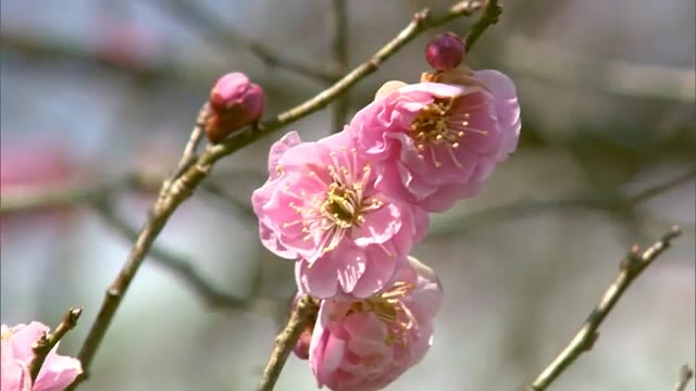 厳しい冷え込みの影響も…岡山県北に春の訪れ　ウメが次々と花を咲かせる【岡山・津山市】
