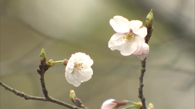 岡山市で平年より２日早く「サクラ開花宣言」　朝から雨降るも暖かい“春の便り”届く【岡山】