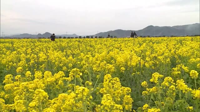 畑一面に広がる“黄色いじゅうたん”　笠岡ベイファームで約１０００万本の菜の花が見頃【岡山・笠岡市】