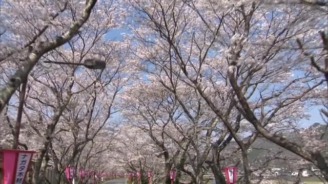 圧巻！桜のトンネル　満開迎えた「久世トンネル桜」土手沿いに１８０本のソメイヨシノ【岡山・真庭市】