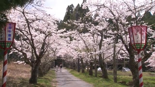 絶景ポイントは鳥居の近くの展望台　蒜山高原に春　茅部神社の桜並木が満開に【岡山・真庭市】