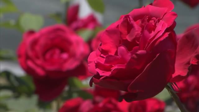「みどりの日」半田山植物園は無料開放　春の花まつりで苗などを販売【岡山・岡山市】