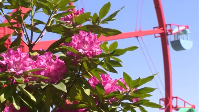 蒜山高原の初夏を満喫！　遊園地に約１万５千株の「シャクナゲ」色鮮やかに咲き誇る【岡山・真庭市】