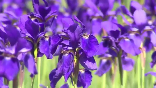 津山市の神社で鮮やかに「アヤメ」が満開　３０００株を超える青紫の花が風に揺れ…癒やされる風景【岡山】