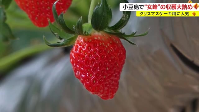 Xマスケーキ用のイチゴ　「女峰」が選ばれる訳は…　小豆島で収穫大詰め【香川】