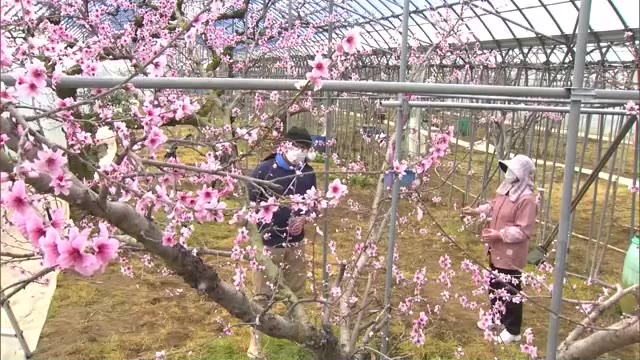 温室栽培のモモの授粉作業始まる　極早生品種「はなよめ」など　４月末から収穫【岡山・勝央町】