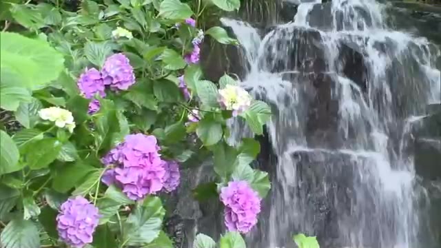 “滝の水しぶき”と“アジサイ”で暑さを忘れて　津山市の納涼スポット「花と渓流の里、小滝」【岡山】