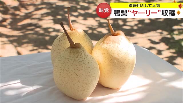 全国で唯一岡山市で栽培されるナシ「ヤーリー」　甘くてみずみずしい果実は熟成を経て出荷へ【岡山】