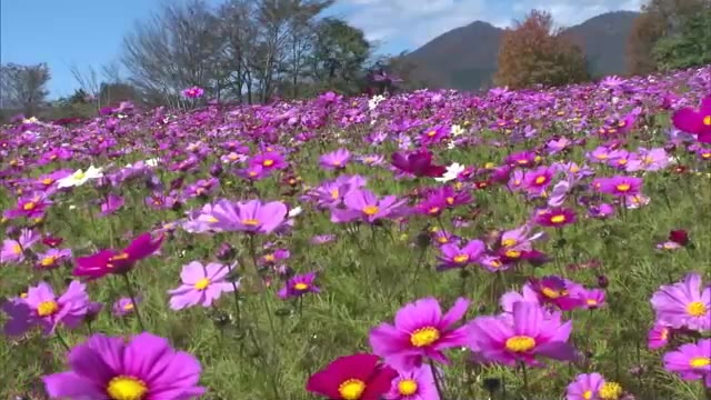 「天気が良くて映える」蒜山高原で約１０万本のコスモスの花見頃【岡山・真庭市】