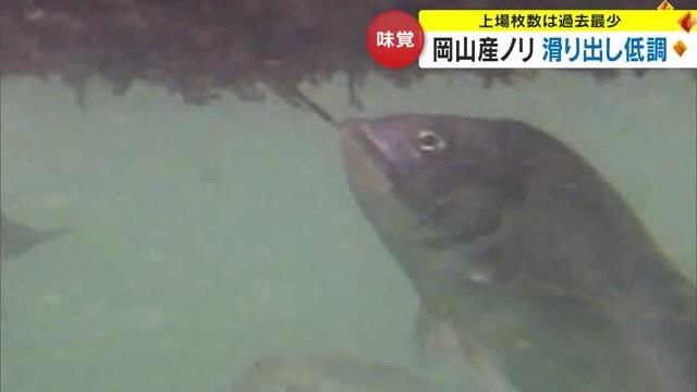 対策むなしく…岡山県産の「ノリ」が過去最少に　原因は高い気温と“パクパク”と食べる魚の存在【岡山】