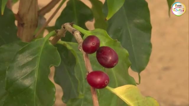  “国産コーヒー”を総社市の新たな特産品に！　建設会社運営の農場でコーヒーの木を植樹【岡山】