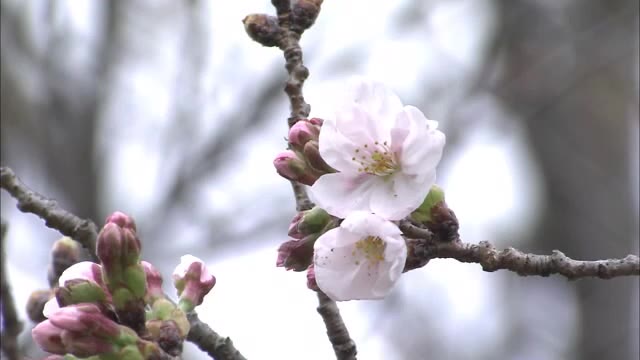 【速報】高松市で桜が開花　平年より２日、前年より７日遅く【香川】