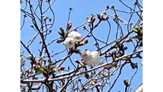 【速報】岡山市で桜が開花　平年より２日、前年より８日遅く【岡山】