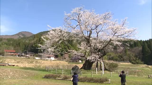 推定樹齢５８０年…岡山県指定天然記念物「尾所の桜」　大雪被害を乗り越え今年も満開に【岡山・津山市】