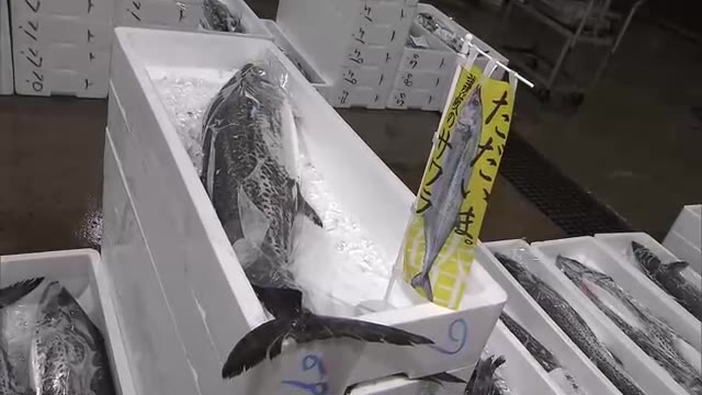 １キロ１０万円の過去最高値も…高松市の魚市場で瀬戸内の春の味覚「サワラ」の初競り【香川】