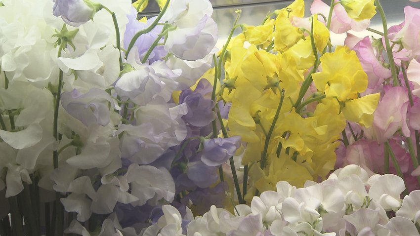 春満開！地元に愛される老舗花店で生け花体験！… すみれ花店（金バク！2022年 3月11日OA）