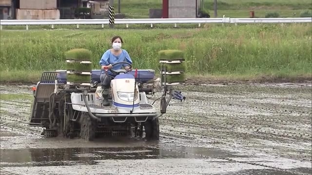 ２４節気の一つ「小満」…津山市で田植えが始まる【岡山・津山市】