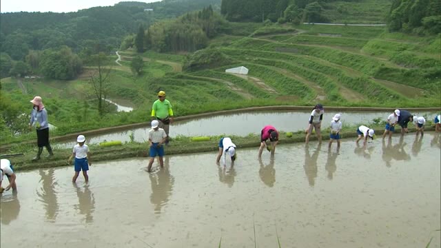上手に植えられたかな？小学生が棚田で昔ながらの田植え体験【岡山・久米南町】