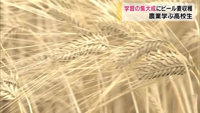 麦の穂が黄金色に輝く「麦秋」　高校生が大麦収穫体験【岡山・岡山市】