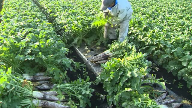 甘さとみずみずしさが特長です！「カルストだいこん」収穫開始【岡山・新見市】
