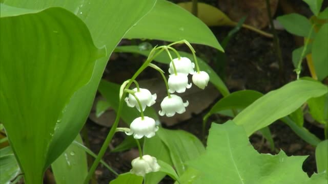 白くて可憐な花…辺りは甘い香りに包まれるスズランの花が見頃【岡山・新見市】