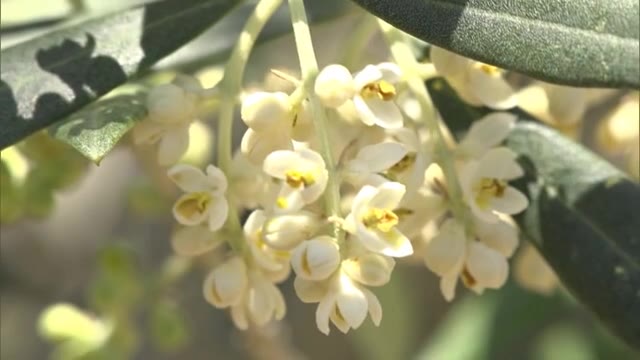 小豆島の初夏に彩り　オリーブの花が咲き始める【香川・小豆島町】