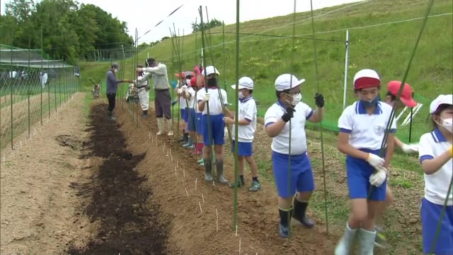 地元の農業学ぶ！小学校で自然薯の植え付け作業【岡山・津山市】