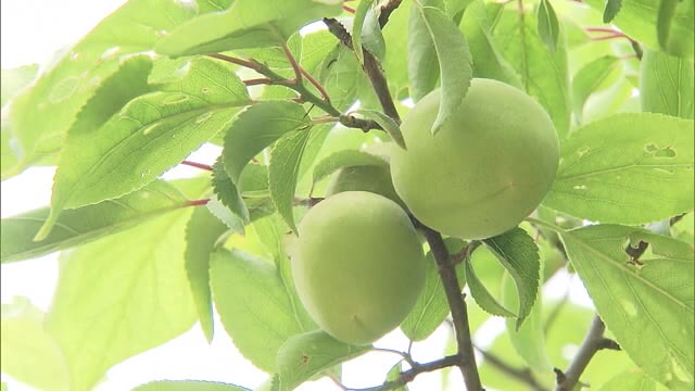 初夏の風物詩　岡山後楽園でウメの実の収穫始まる【岡山・岡山市】