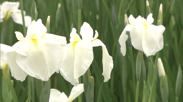 晴天よりも曇り空がおすすめ！名園彩る３０００株のハナショウブ見頃【岡山・岡山市】