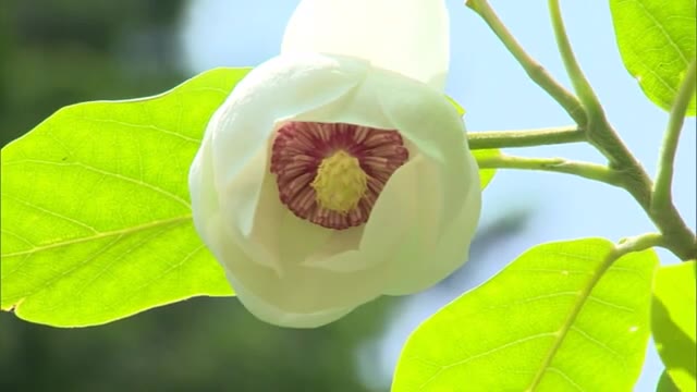 ”森の貴婦人”純白の花…オオヤマレンゲが見頃【岡山・真庭市】