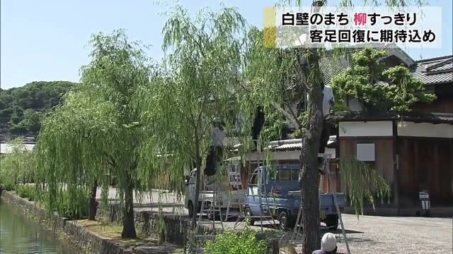 夏に向けてスッキリ…倉敷美観地区で柳のせん定作業【岡山・倉敷市】