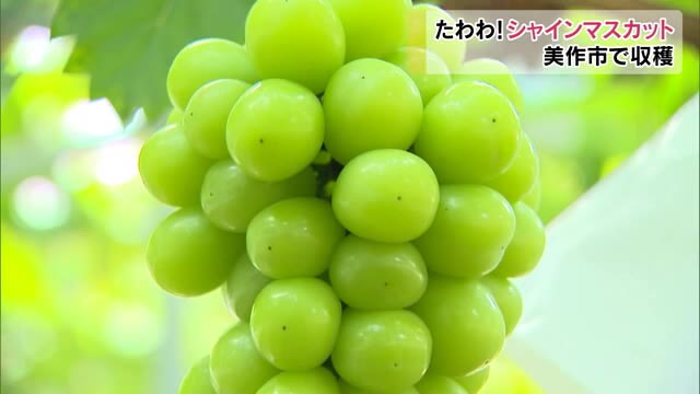 種なし皮ごと食べられるブドウの女王！シャインマスカットの収穫始まる【岡山・美作市】