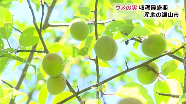 県内有数のウメの産地…梅の里公園でウメの実の収穫最盛期【岡山・津山市】