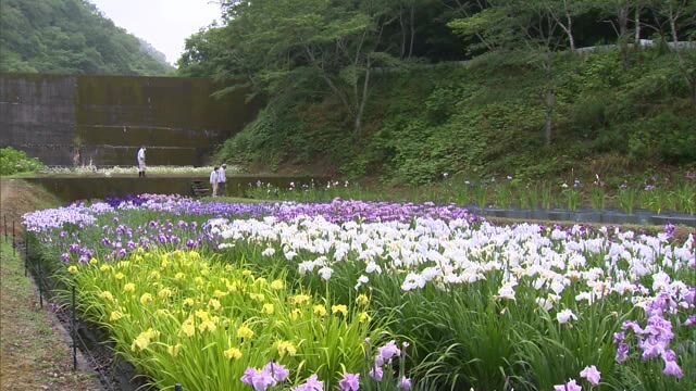 梅雨に映える花…５０種類のショウブが見頃【岡山・久米南町】