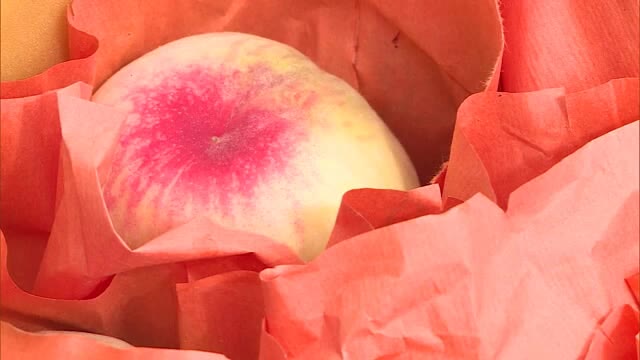”はなよめ”の収穫始まる　小ぶりでほんのり赤い極早生品種【岡山・倉敷市】