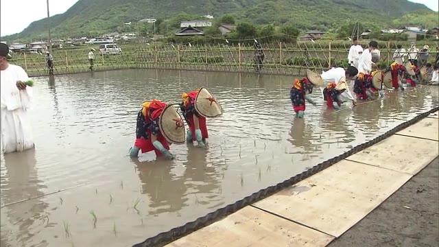 昔ながらの早乙女姿で豊作祈り‥‥御田植祭【香川・三豊市】