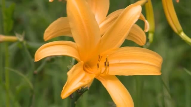 かれんな黄色の花…ユリ科の花ニッコウキスゲが見頃【岡山・鏡野町 】