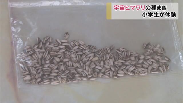 宇宙を旅したヒマワリの種…美星小学校で種まき　夢広がる【岡山・井原市】