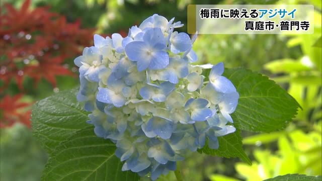 花の山寺…普門寺で色鮮やかに咲き誇るアジサイ見頃【岡山・真庭市】