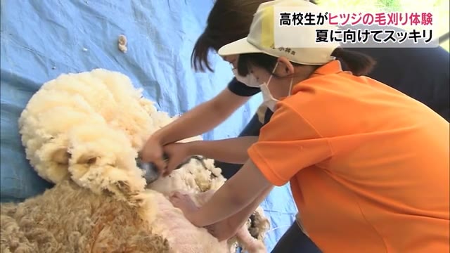 高校生がヒツジの毛刈り体験【岡山・岡山市】
