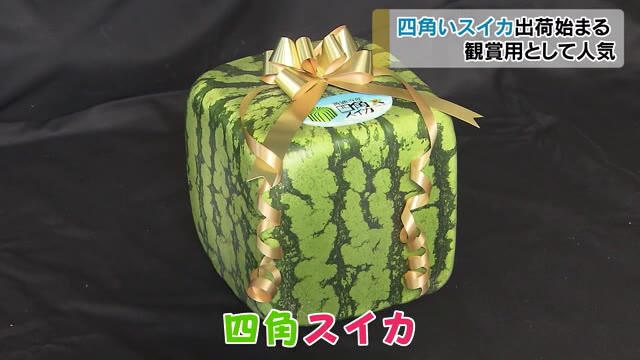 夏の風物詩「四角スイカ」出荷【香川・善通寺市】
