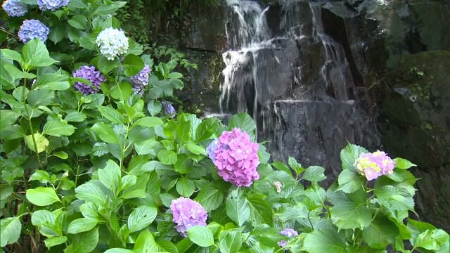 アジサイと滝の競演…滝の周辺に青紫の花を中心に咲き誇る【岡山・津山市】